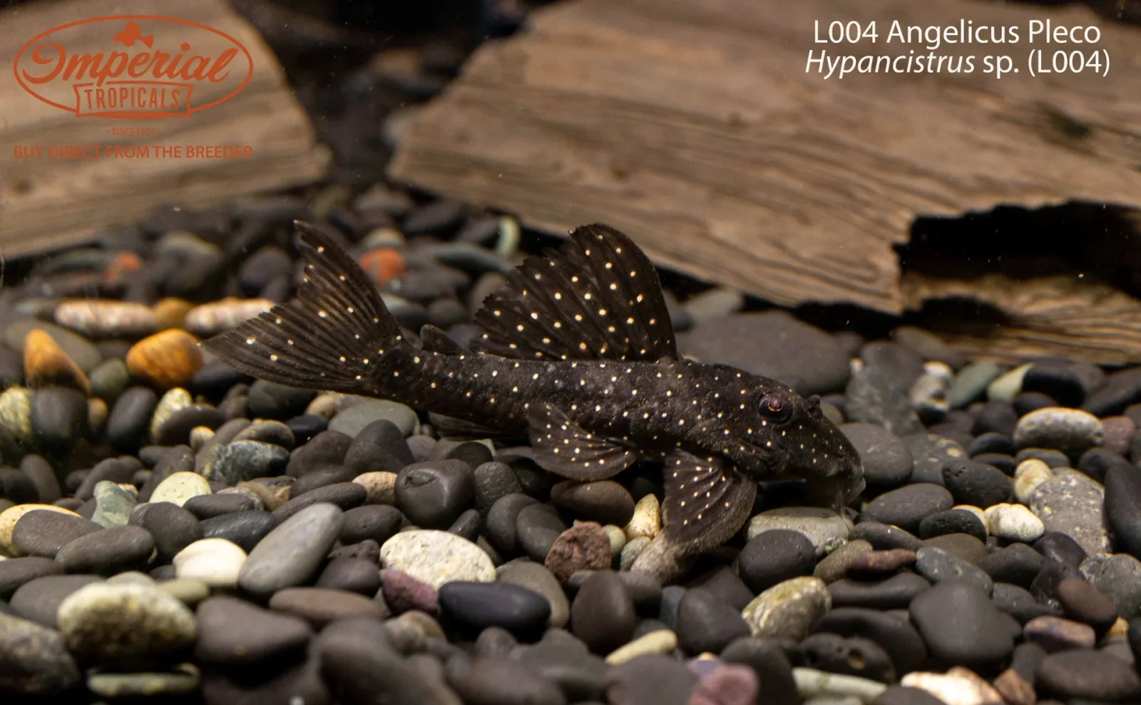 L004 Angelicus Pleco (Hypancistrus sp. (L004))