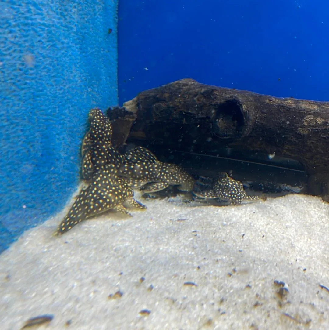 L007 Galaxy Pleco - Image 2