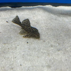 L007 Galaxy Pleco
