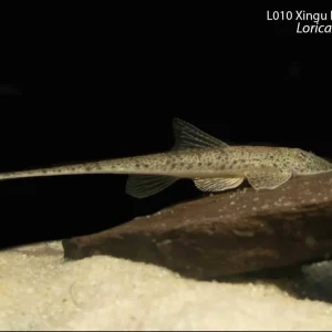 L010 Xingu Lipbrooder Whiptail