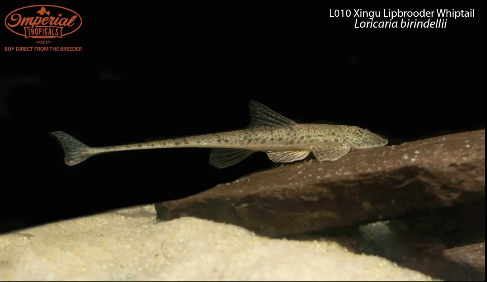 L010 Xingu Lipbrooder Whiptail