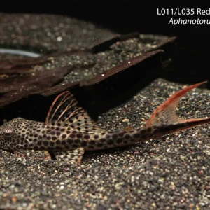 L011/L035 Red Fin Thresher Pleco (Aphanotorulus emarginatus)