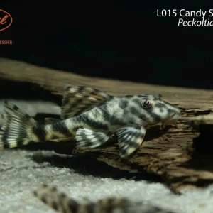 L015 Candy Striped Pleco (Peckoltia vittata)