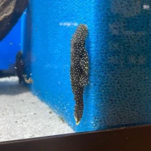 L017 Wolverine Pleco