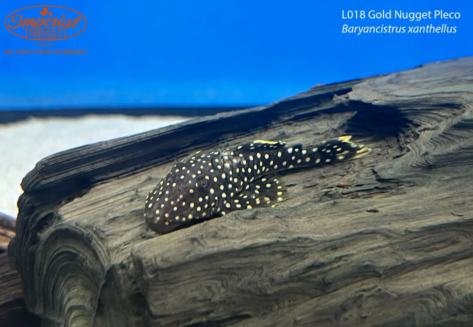 L018 Gold Nugget Pleco - Image 2
