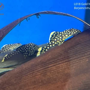 L018 Gold Nugget Pleco