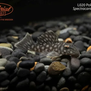 L020 Polka Dot Pleco