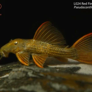 L024 Red Fin Cactus Pleco