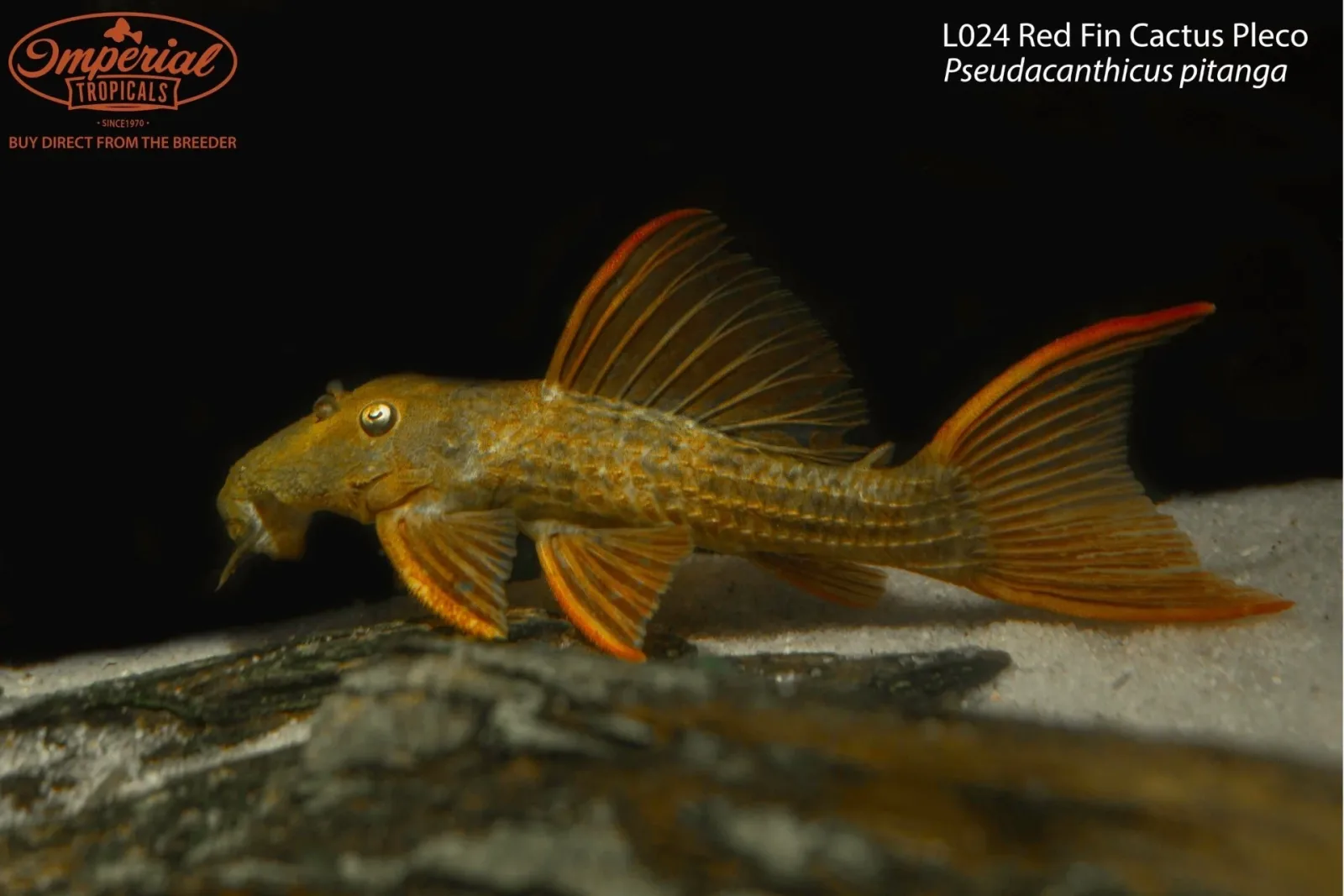 L024 Red Fin Cactus Pleco