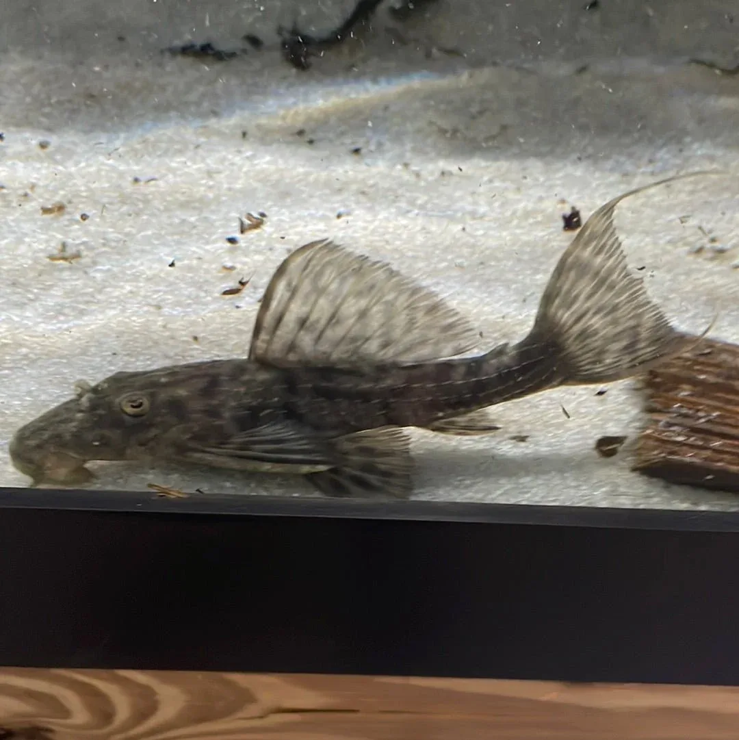 L024 Red Fin Cactus Pleco - Image 2