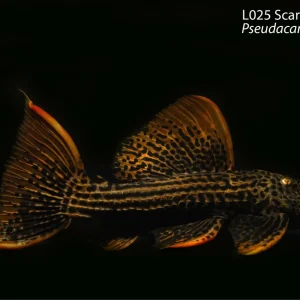 L025 Scarlet Cactus Pleco