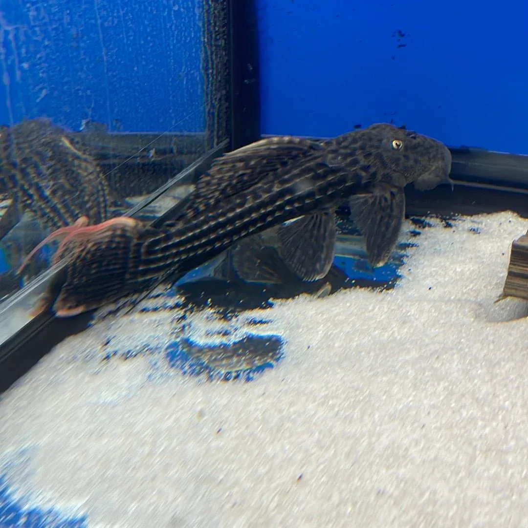 L025 Scarlet Cactus Pleco - Image 2