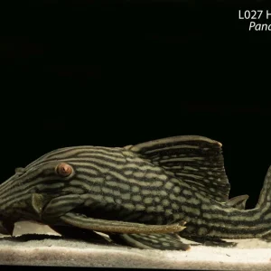 L027 Half Spot Royal Pleco