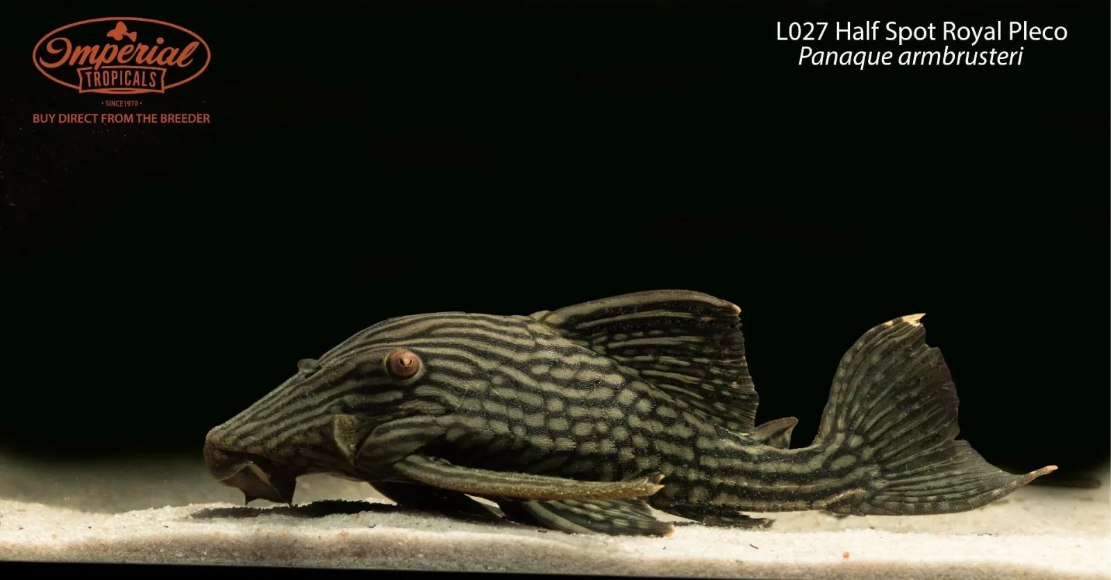 L027 Half Spot Royal Pleco