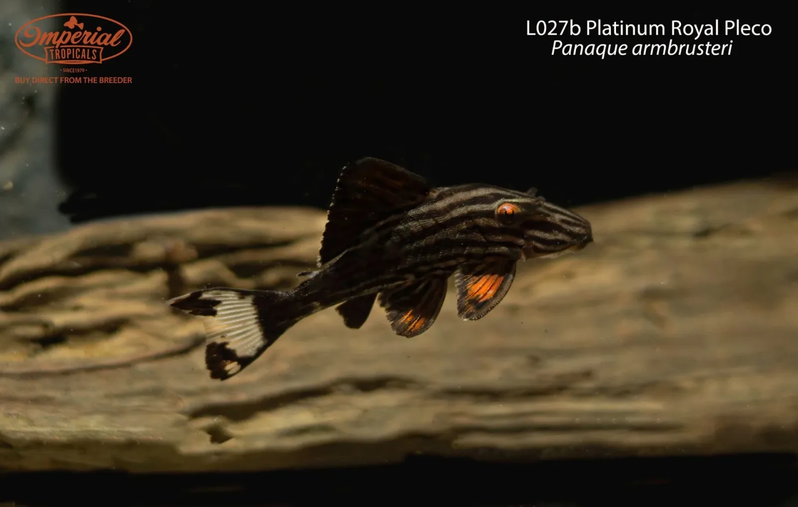 L027b Platinum Royal Pleco (Panaque armbrusteri) - Image 2