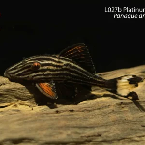 L027b Platinum Royal Pleco (Panaque armbrusteri)