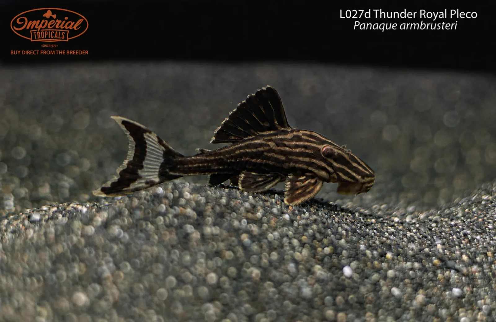 L027d Thunder Royal Pleco (Panaque armbrusteri) - Image 2