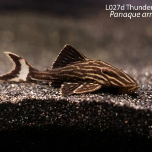 L027d Thunder Royal Pleco (Panaque armbrusteri)