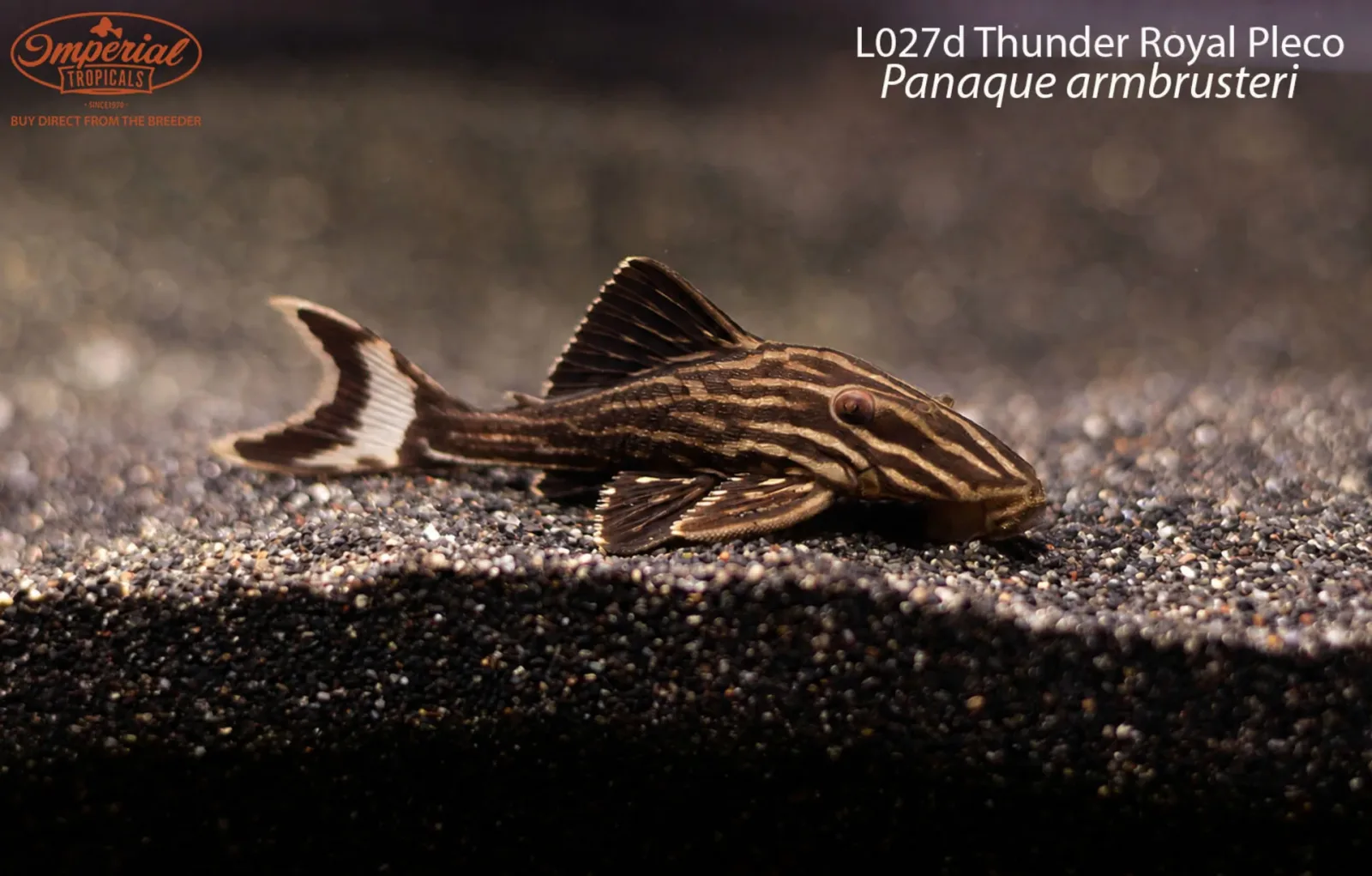 L027d Thunder Royal Pleco (Panaque armbrusteri)
