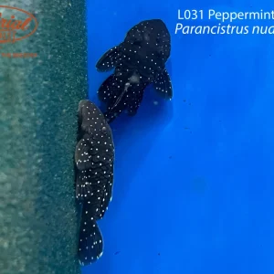 L031 Peppermint Pleco