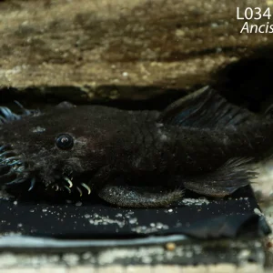 L034 Medusa Pleco