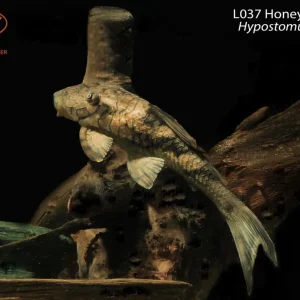 L037 Honeycomb Pleco