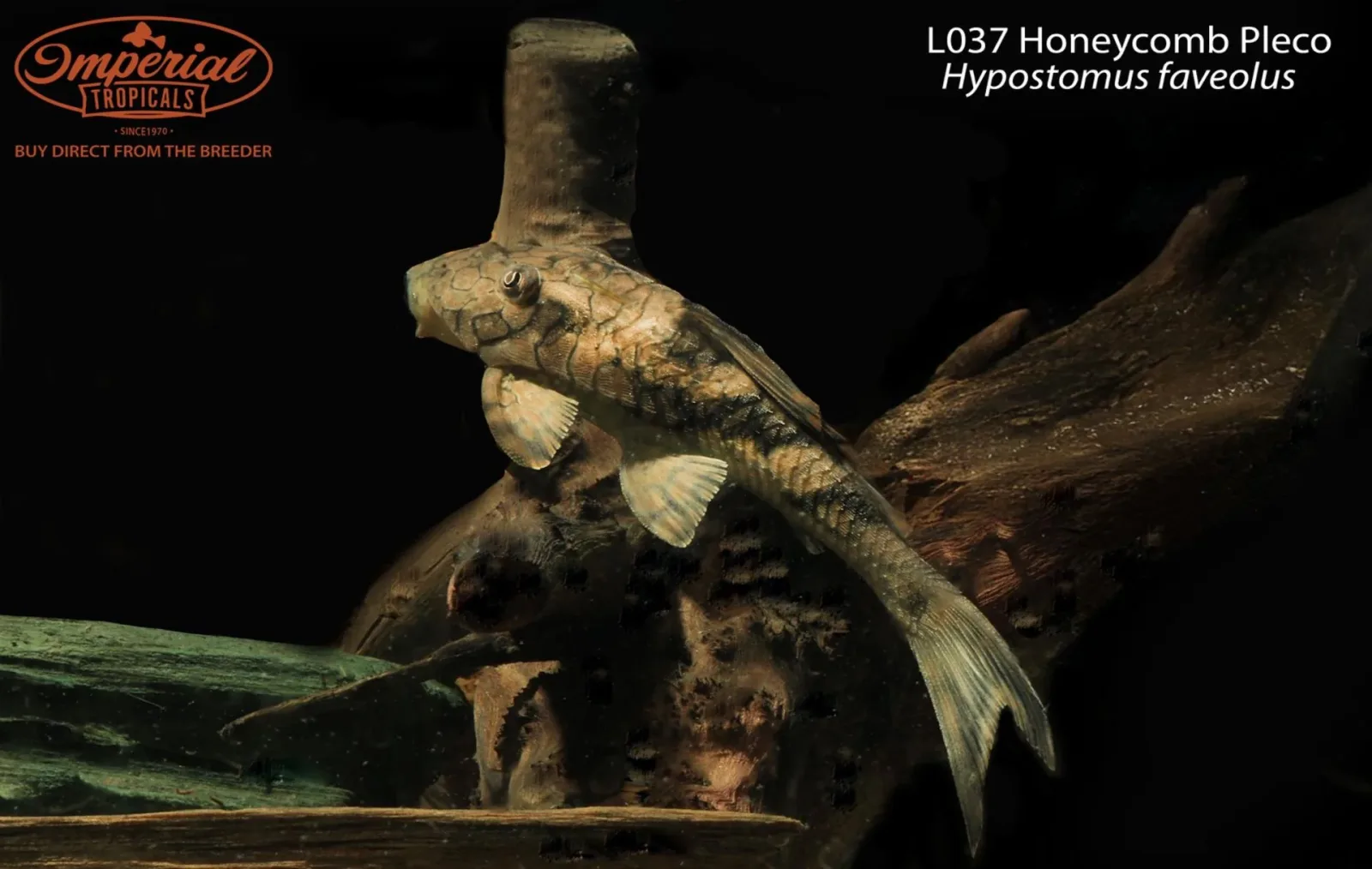 L037 Honeycomb Pleco