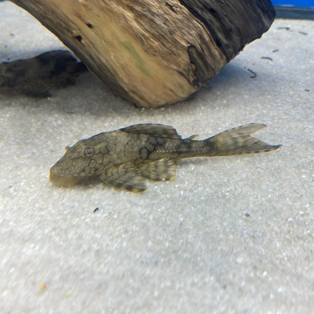 L037 Honeycomb Pleco - Image 2
