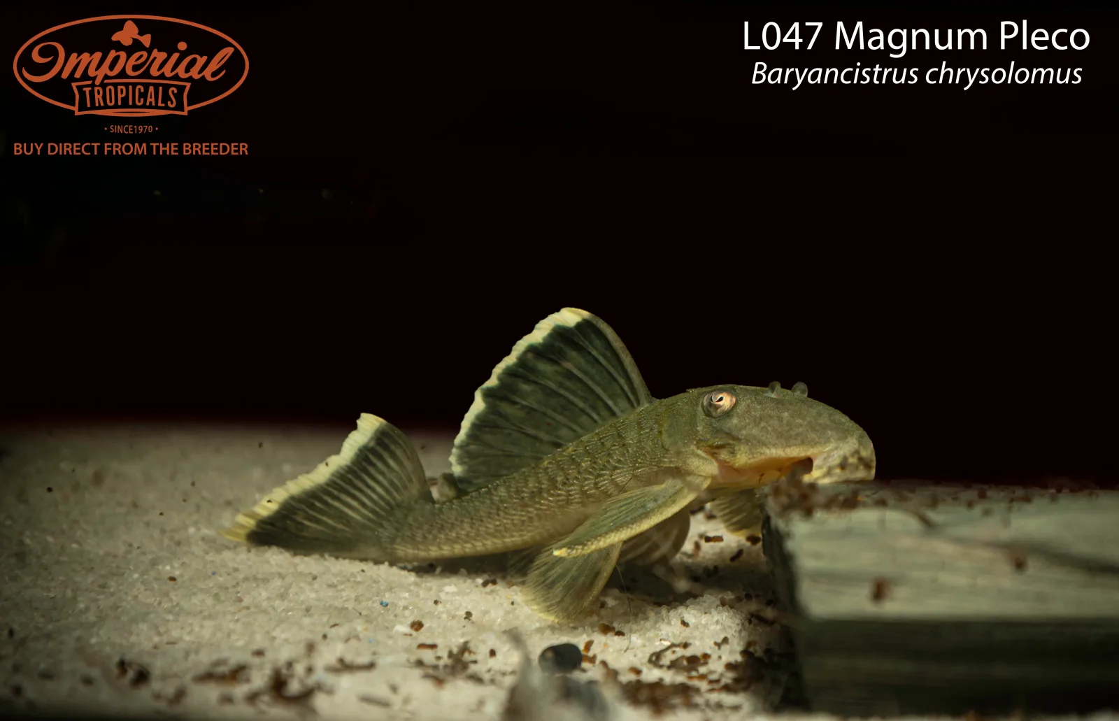 L047 Magnum Pleco - Image 2