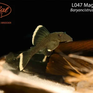 L047 Magnum Pleco