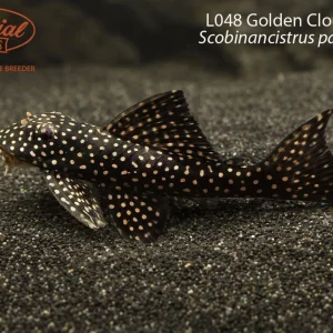 L048 Golden Cloud Pleco