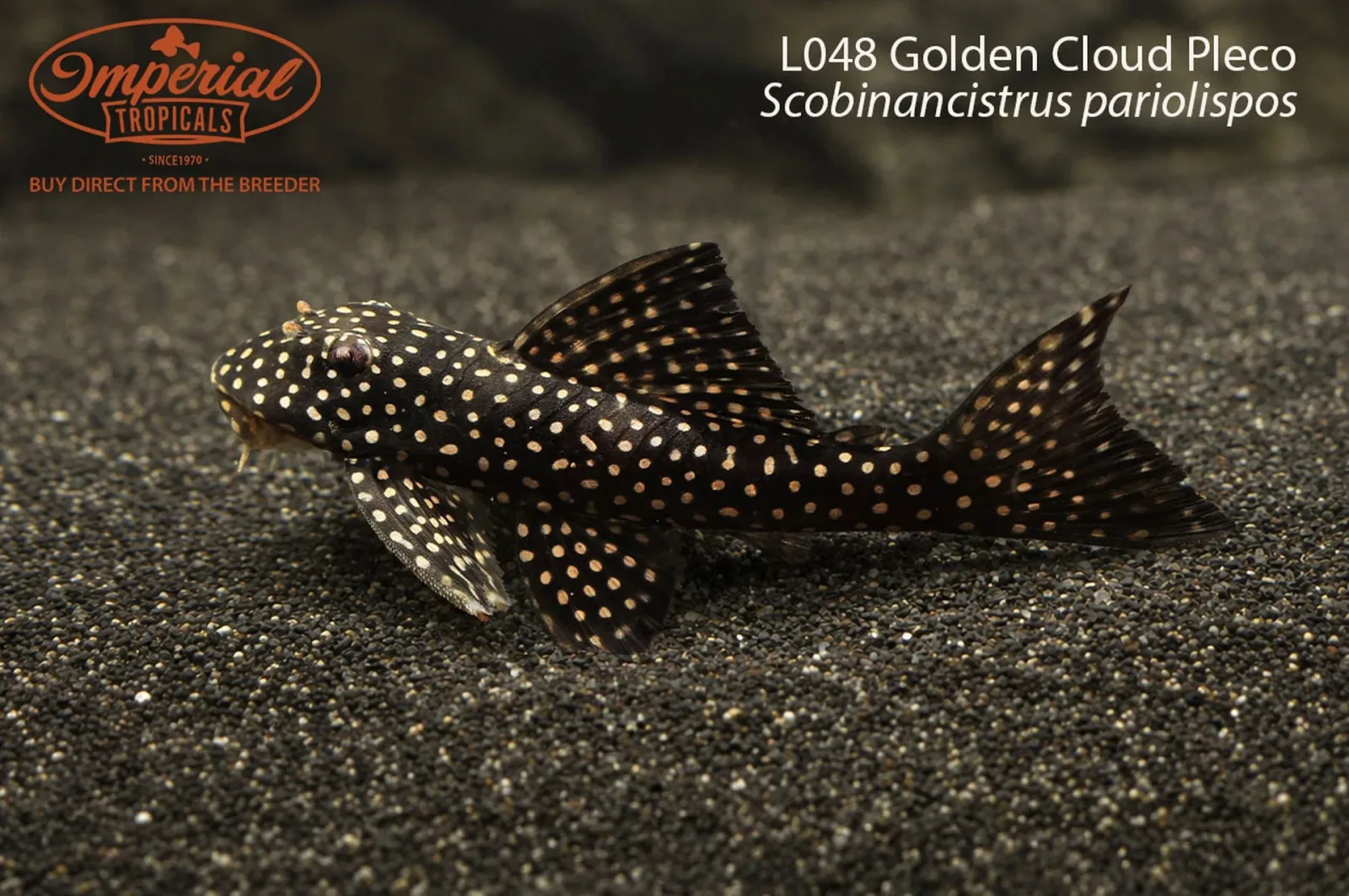 L048 Golden Cloud Pleco