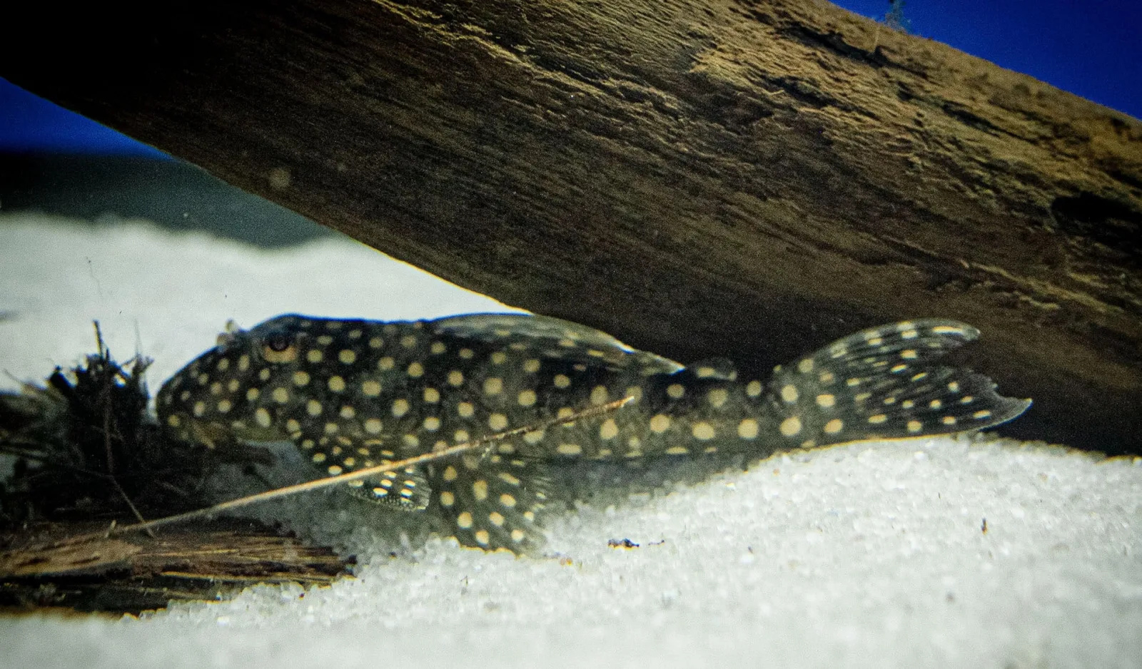 L048 Golden Cloud Pleco - Image 2