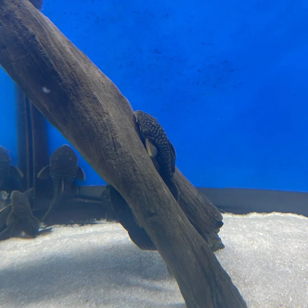 L056 Chubby Pleco - Image 2