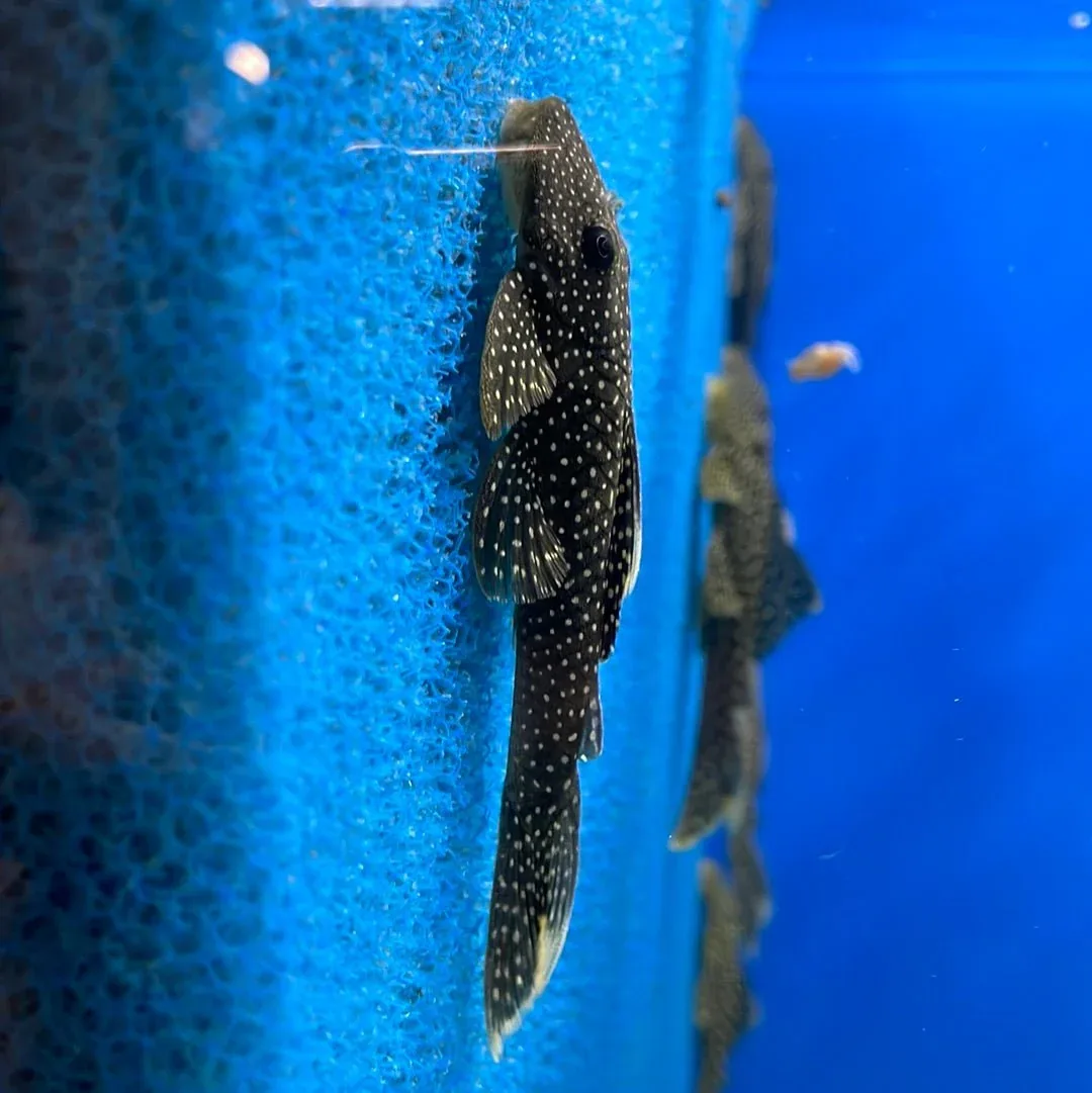 L067 Yellow Seam Pleco