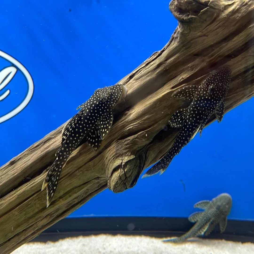 L067 Yellow Seam Pleco - Image 2