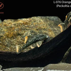 L076 Orange Seam Pleco (Peckoltia cavatica) "Portel"