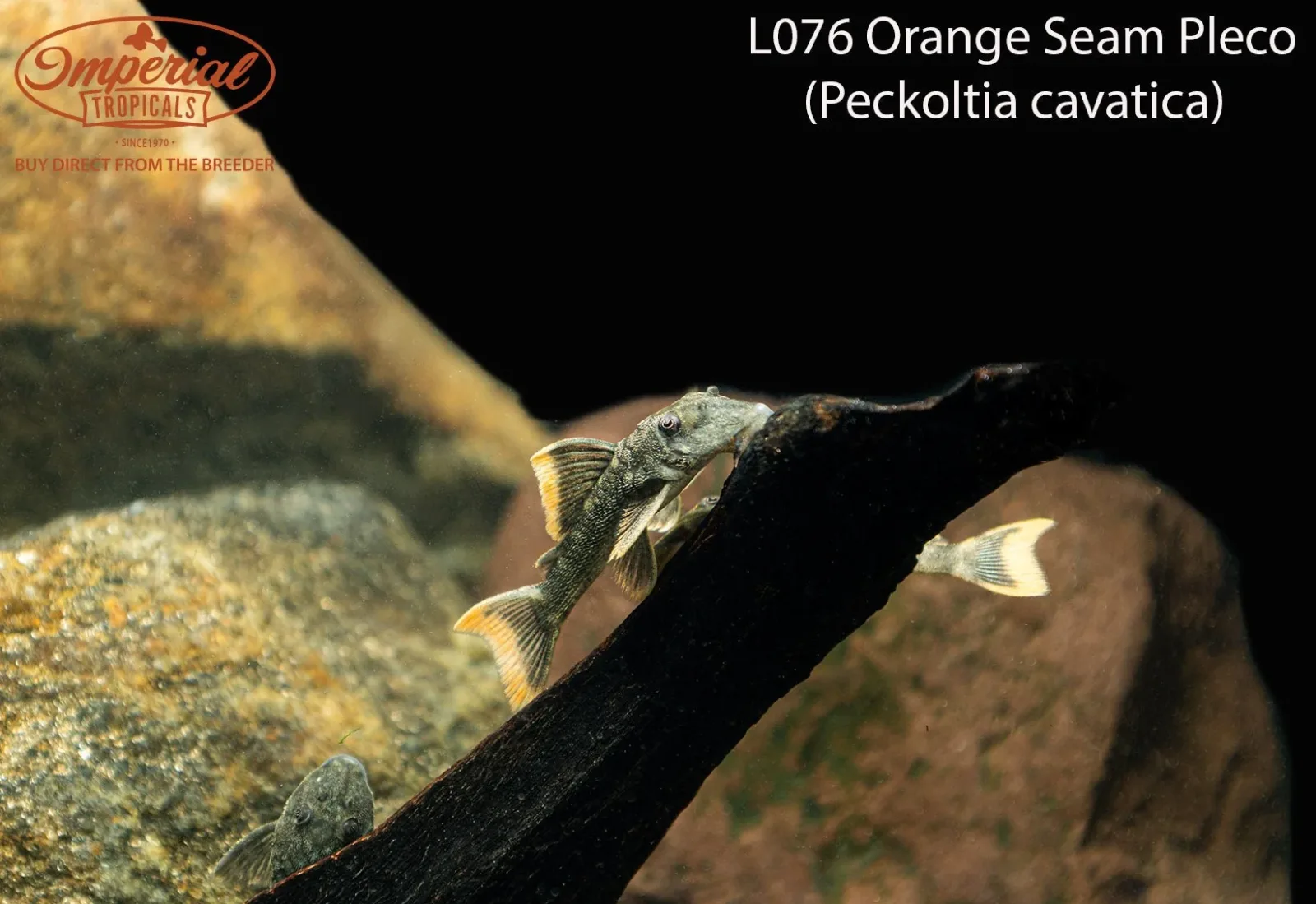 L076 Orange Seam Pleco (Peckoltia cavatica) "Portel" - Image 2