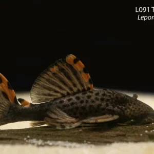 L091 Three Beacon Pleco