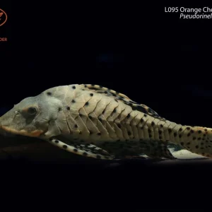 L095 Orange Cheek Pinecone Pleco (Pseudorinelepis sp. (L095))