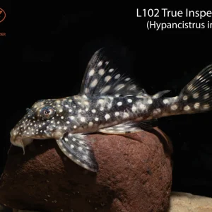 L102 True Inspector Pleco