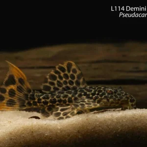 L114 Demini Leopard Cactus Pleco