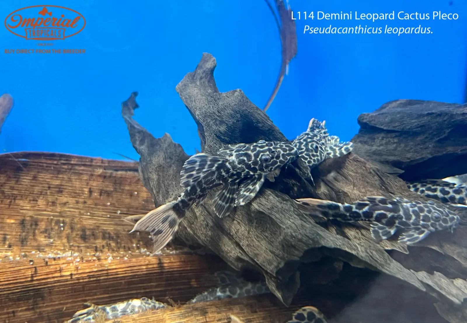 L114 Demini Leopard Cactus Pleco - Image 2
