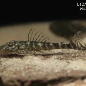 L127 Lujans Pleco
