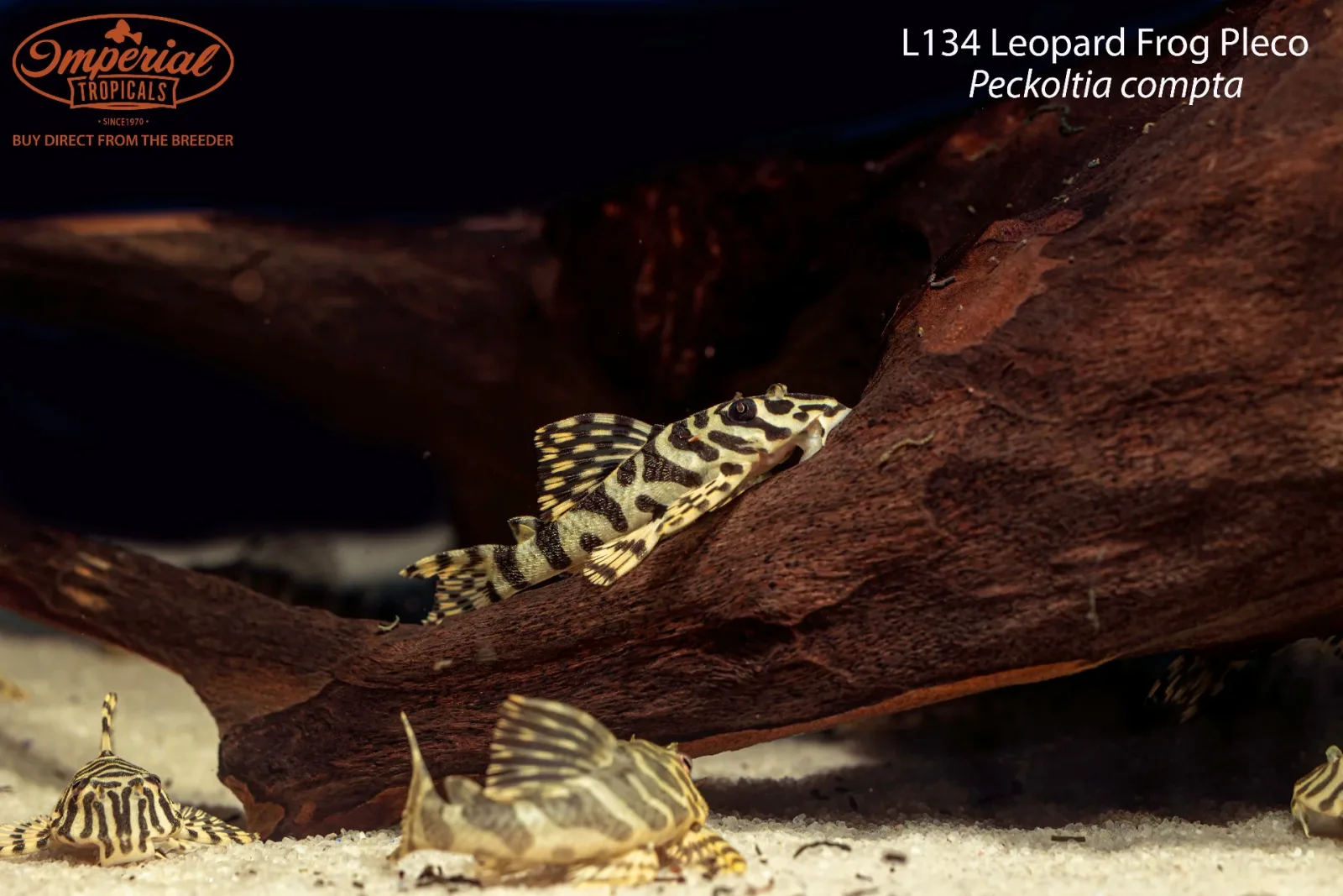 L134 Leopard Frog Pleco - Image 2