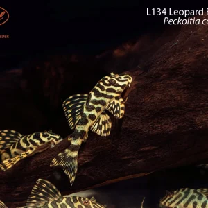 L134 Leopard Frog Pleco