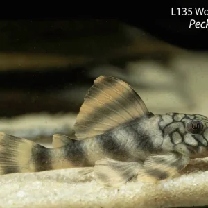 L135 Worm Line Peckoltia