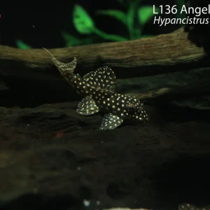 L136 Demini Angelicus Pleco (Hypancistrus sp. (L136))