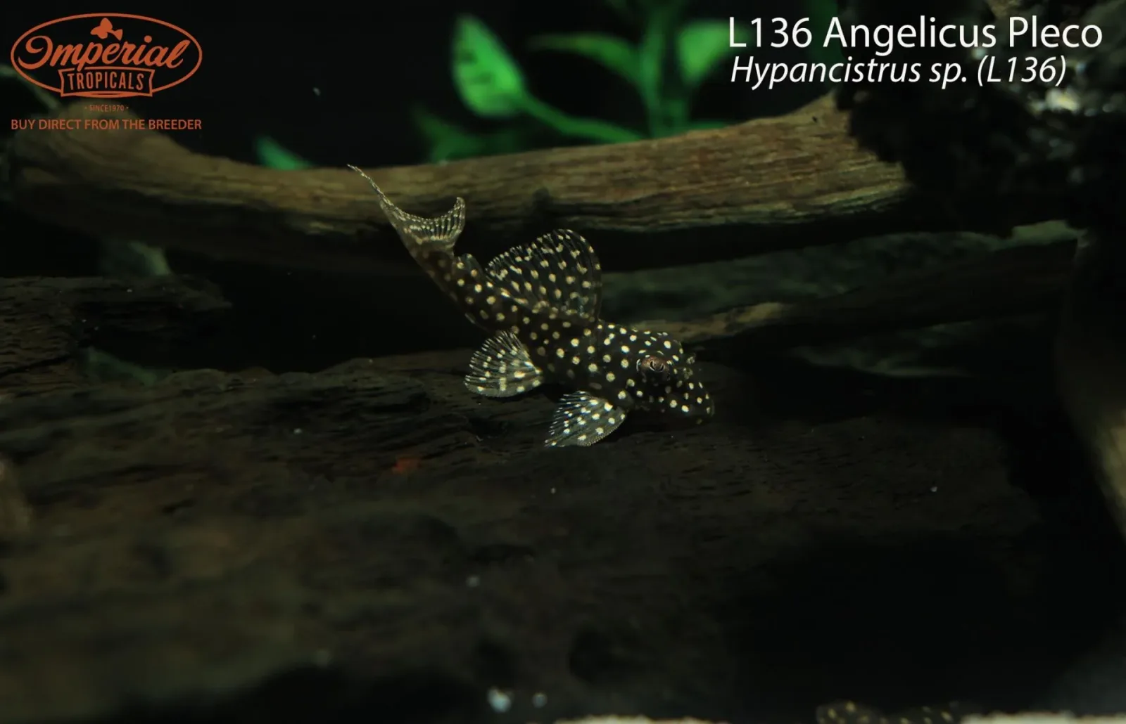 L136 Demini Angelicus Pleco (Hypancistrus sp. (L136))