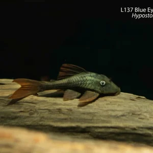 L137 Blue Eyed Red Fin Pleco